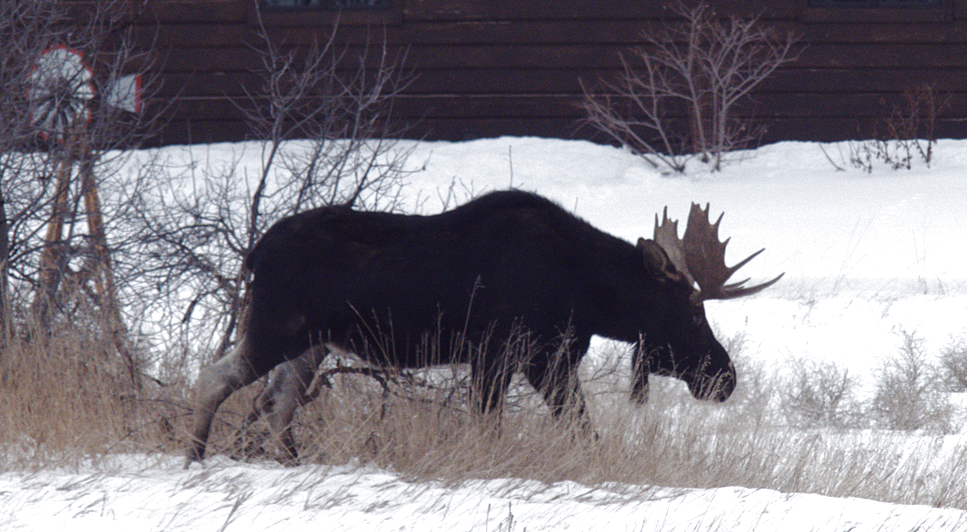 P1020436 Moose2